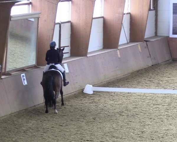 Reitturnier Bad Salzuflen 2024