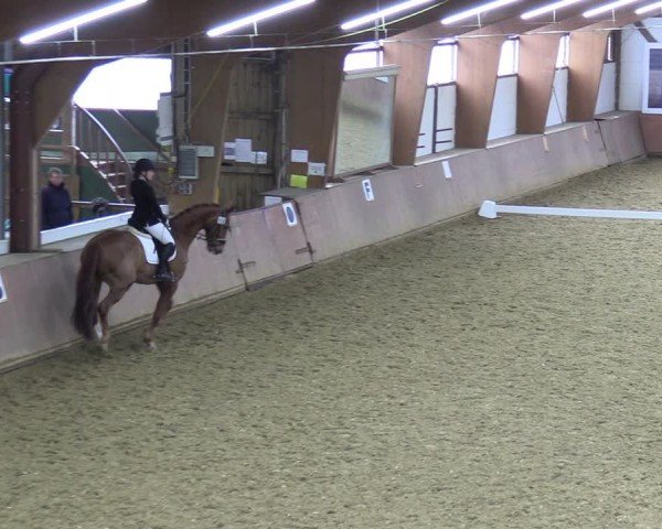Reitturnier Bad Salzuflen 2024