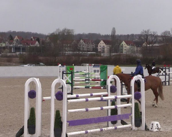 Reitturnier Zwickau 2024