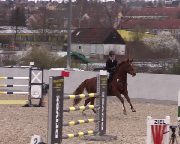 Reitturnier Zwickau 2024