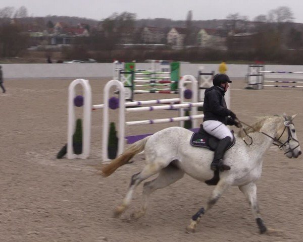 Reitturnier Zwickau 2024
