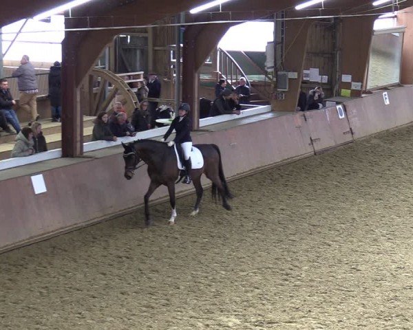 Reitturnier Bad Salzuflen 2024