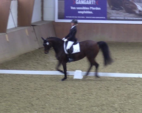 Reitturnier Bad Salzuflen 2024
