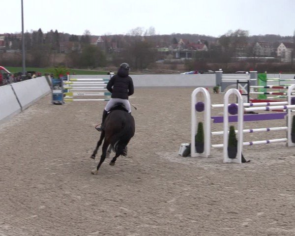 Reitturnier Zwickau 2024