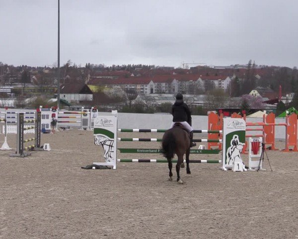 Reitturnier Zwickau 2024