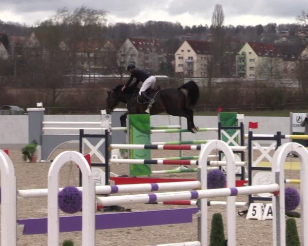 Reitturnier Zwickau 2024