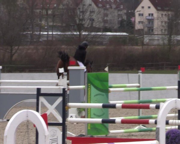 Reitturnier Zwickau 2024
