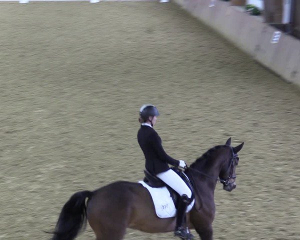 Reitturnier Bad Salzuflen 2024