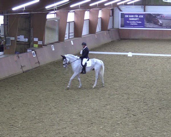 Reitturnier Bad Salzuflen 2024