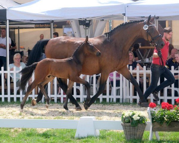 horse Hengst von Be my Dancer / Royal Diamond (Westphalian, 2023, from Be my Dancer)
