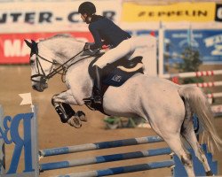 jumper Pizarro 35 (German Warmblood, 2004, from Pablos As)