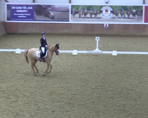 Reitturnier Bad Salzuflen 2024