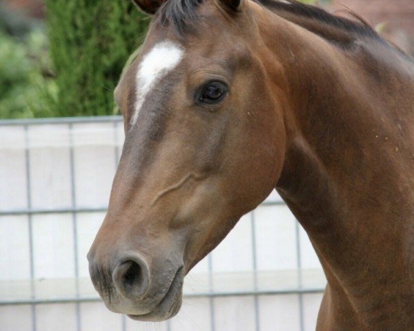 horse Cinzano's Caruso (German Riding Pony, 2012, from Ginger 556)
