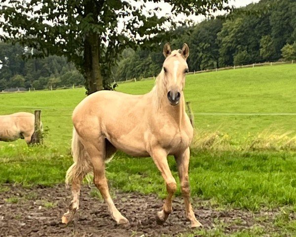 horse Wasteins Galypso (German Riding Pony, 2022, from Wasteins Graciano)