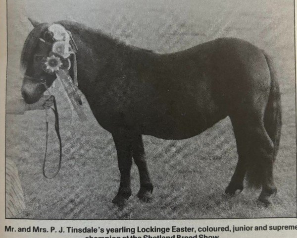 Horse Lockinge Easter (Shetland Pony,  , from Hesup of Transy)