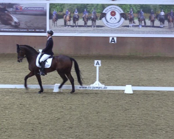 Reitturnier Bad Salzuflen 2024