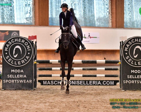 Springpferd Saroo Z (Zangersheide Reitpferd, 2018, von Mtf Starpower)