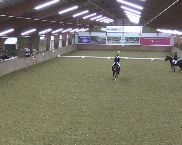 Reitturnier Bad Salzuflen 2024