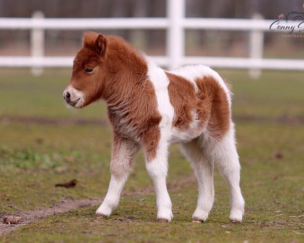 horse Coolstep Rubijen (Shetland Pony, 2024, from PrH* FN-LH Tamme vom Findling)