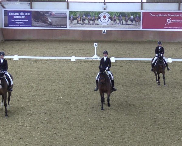 Reitturnier Bad Salzuflen 2024