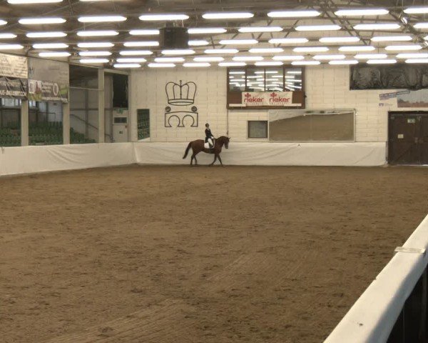 Reitturnier Zweibrücken-Landgestüt / Halle 2024