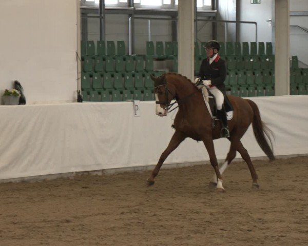 Reitturnier Zweibrücken-Landgestüt / Halle 2024