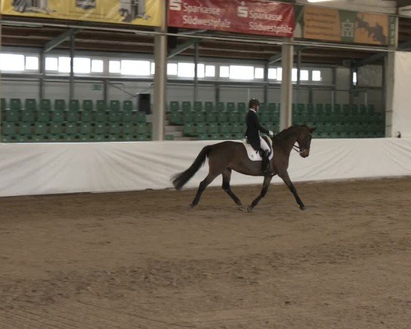 Reitturnier Zweibrücken-Landgestüt / Halle 2024