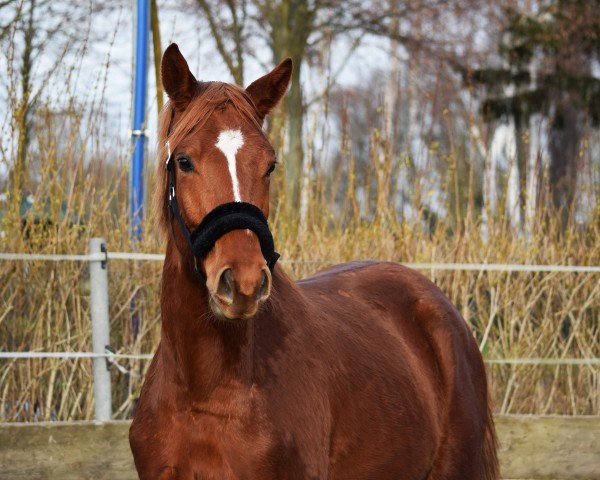 Pferd Norbi (Trakehner, 2021, von Kasimir TSF)