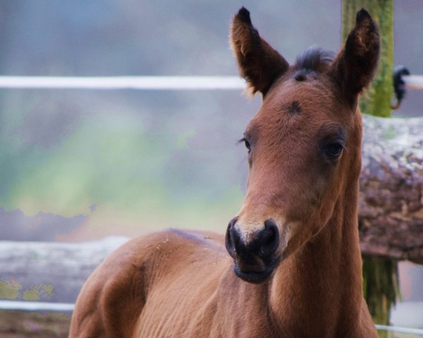 Pferd Franz (Trakehner, 2024, von Finckenstein TSF)