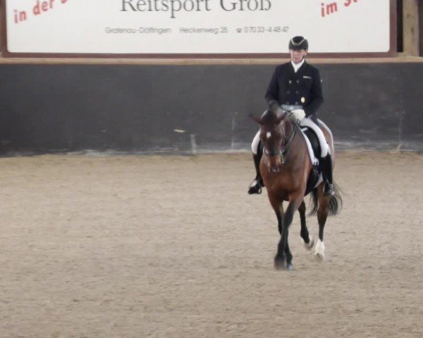 Reitturnier Weil der Stadt 2024