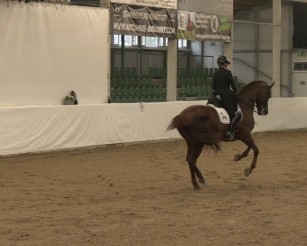 Reitturnier Zweibrücken-Landgestüt / Halle 2024