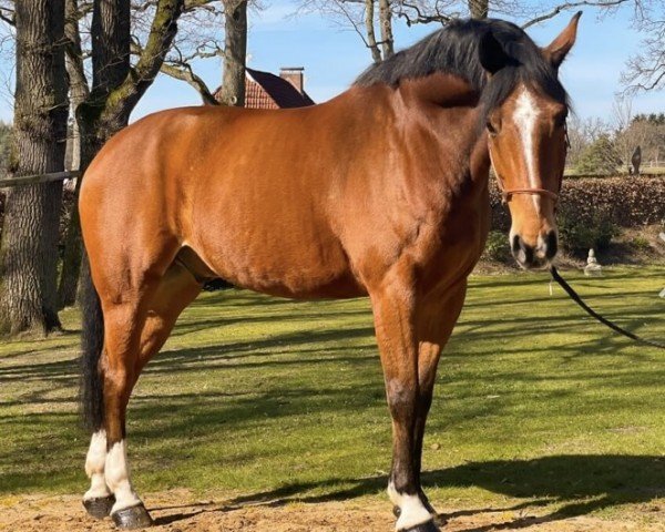Springpferd Largos 24 (Deutsches Reitpferd, 2010, von Lorgos GL)