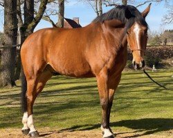 Springpferd Largos 24 (Deutsches Reitpferd, 2010, von Lorgos GL)