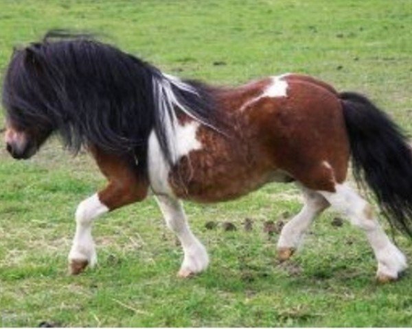 stallion Spanker van Stal Buck'shoeve (Shetland pony (under 87 cm), 2002, from Larsto v.d.Berkenhoeve)