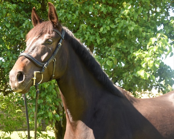 horse Fine Shine (Hanoverian, 2019, from Fantastic)