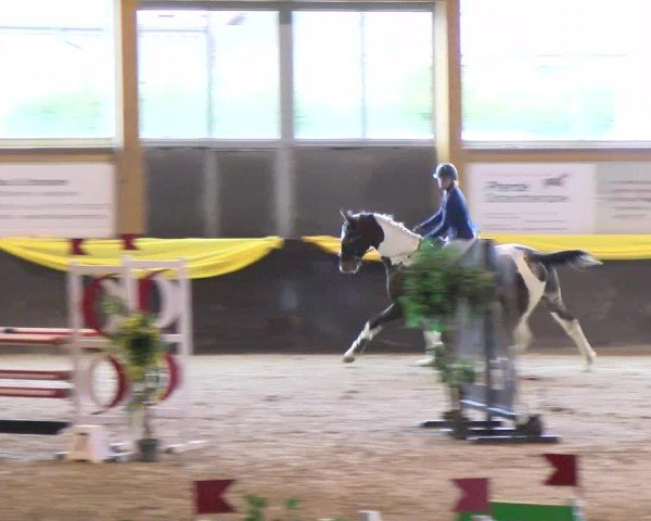 Reitturnier Sauldorf-Boll 2024