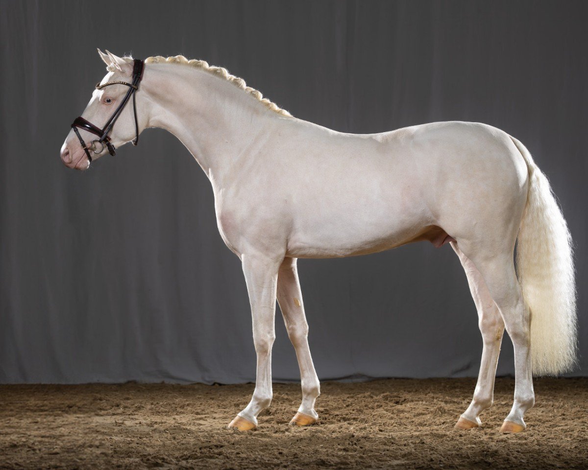Deckhengst Denim AT (Deutsches Reitpony, 2021, von D-Gold AT NRW)