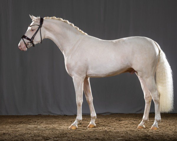stallion Denim AT (German Riding Pony, 2021, from D-Gold AT NRW)