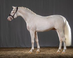 stallion Denim AT (German Riding Pony, 2021, from D-Gold AT NRW)