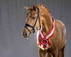 stallion Come Together WE (German Riding Pony, 2021, from Cosmopolitan NRW)