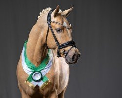 stallion Der Goldjunge AT (German Riding Pony, 2021, from D-Gold AT NRW)