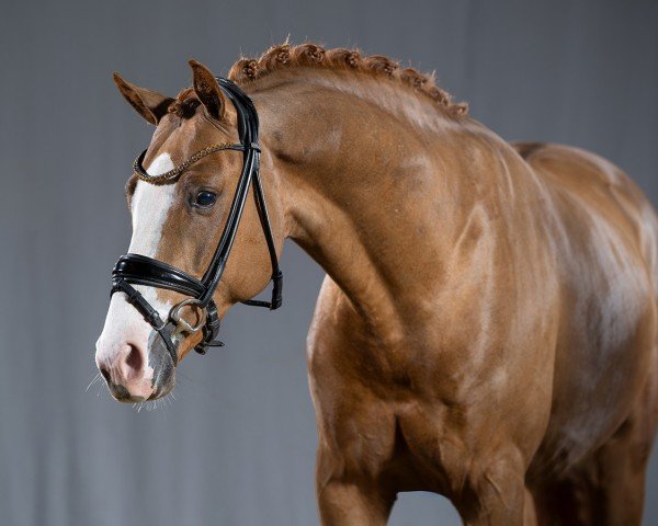 horse Alles für Dich (German Riding Pony, 2021, from All At Once)