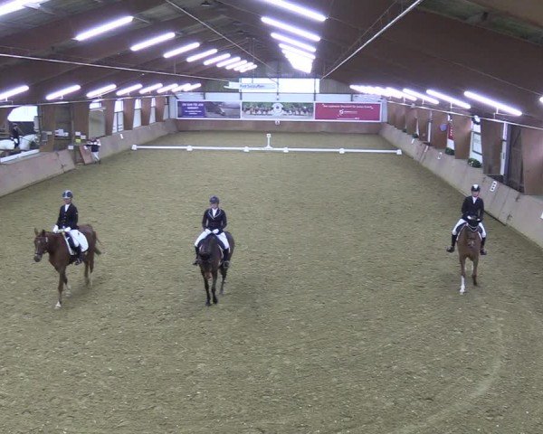 Reitturnier Bad Salzuflen 2024