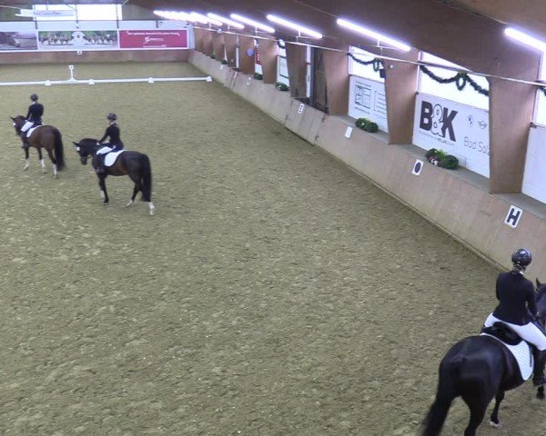 Reitturnier Bad Salzuflen 2024