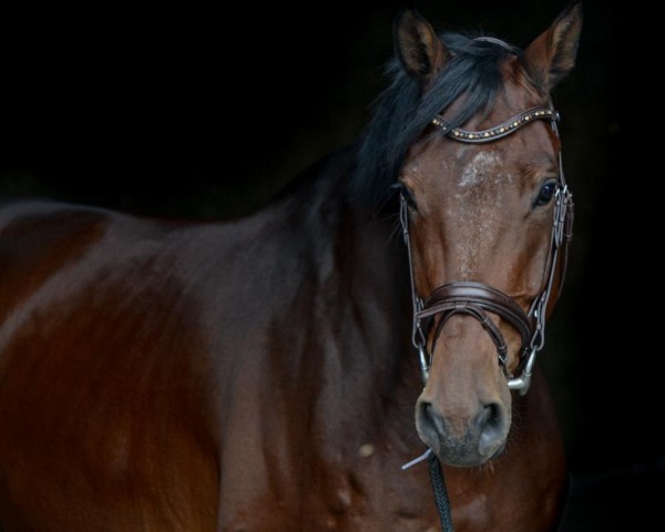 Springpferd Captain Jeck (Oldenburger, 2013, von Cola Zero)