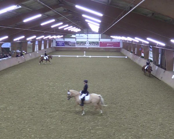 Reitturnier Bad Salzuflen 2024