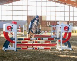 stallion Rion (Fjord Horse, 2016, from Ragnar)