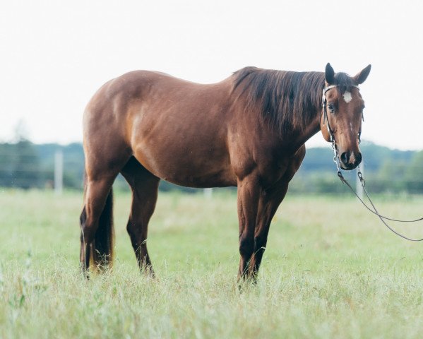 horse MR Nice Guy (Paint Horse, 2013, from Mr. Teeds Illusion 52)