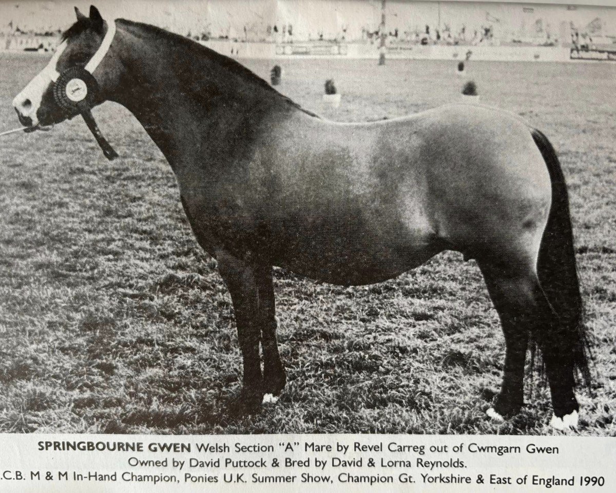 horse Springbourne Gwen (Welsh mountain pony (SEK.A), 1979, from Revel Carreg)