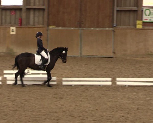Reitturnier Krumke 2024